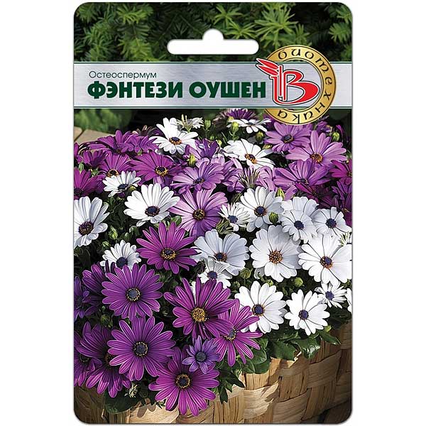 Остеоспермум Фентези Оушен Биотехника Ц 