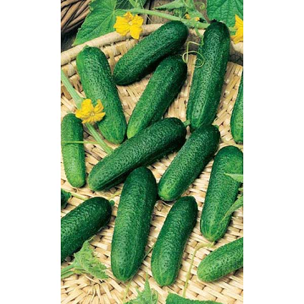 Семена Огурец Бидретта Марс Ц