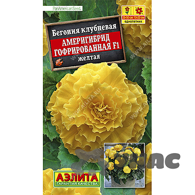 КОМ Бегония Америгибрид желтая Аэлита Ц 