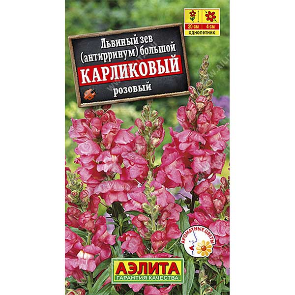 Львиный зев карликовый розовый Аэлита Ц 