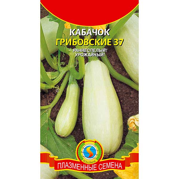 Кабачок Грибовские 37 Плазма Ц