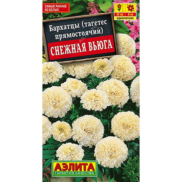 Бархатцы Снежная вьюга Аэлита Ц 