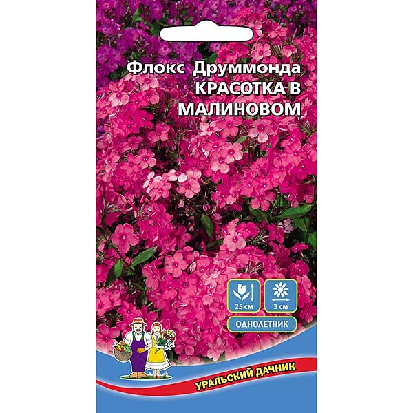 Флокс Красотка в Малиновом друм.Марс Ц 