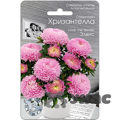 Астра Хризантелла Элвис Биотехника Ц 