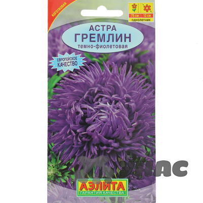 Астра Гремлин темно-фиолет Аэлита Ц 