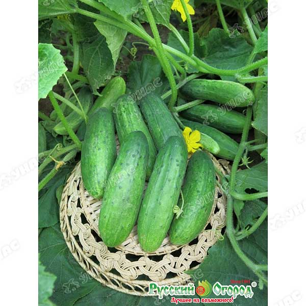 Огурец Мазай НК Ц