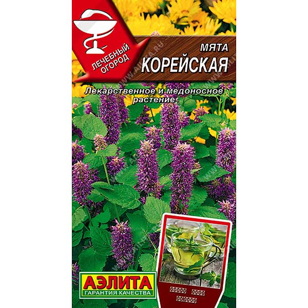 Мята Корейская Аэлита Ц