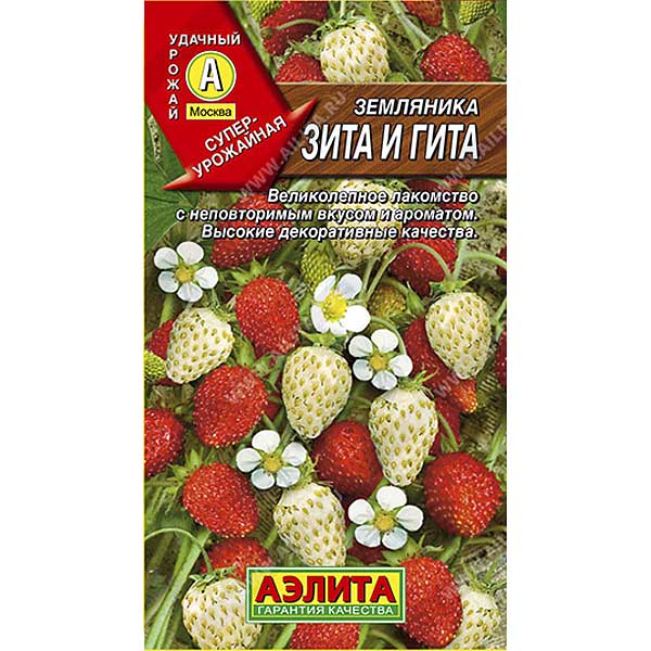 Земляника Зита и Гита Аэлита Ц