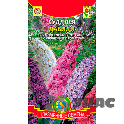 Буддлея Давиди Плазма Ц х10 