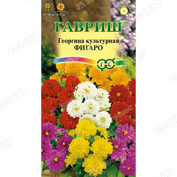 Георгин Фигаро Гавриш Ц 