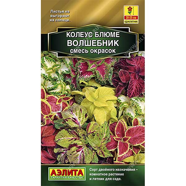 Колеус Волшебник блюме Аэлита Ц 