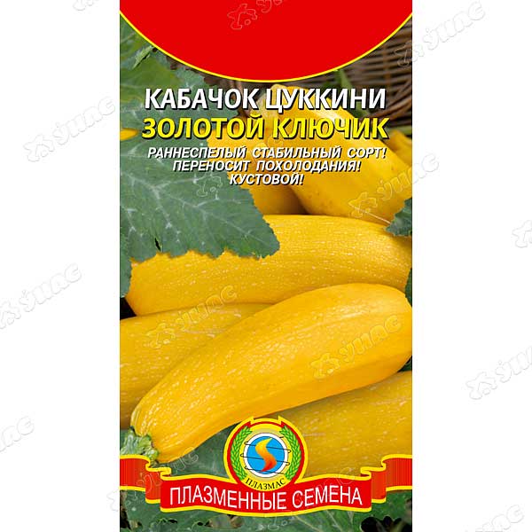 Кабачок Золотой ключик Плазма Ц