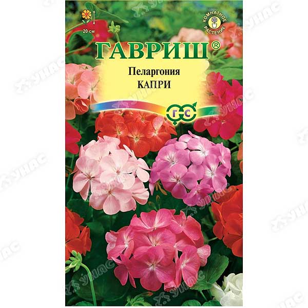 КОМ Пеларгония Капри Гавриш Ц 