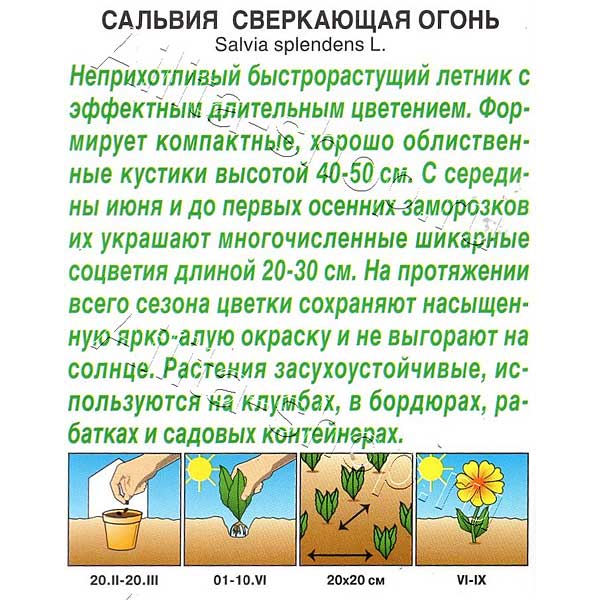 Сальвия Огонь Аэлита Ц 