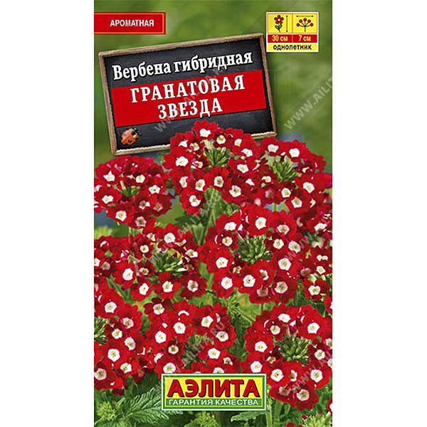Вербена Гранатовая звезда гибридная Аэлита Ц 