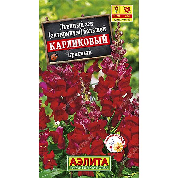 Львиный зев карликовый красный Аэлита Ц 