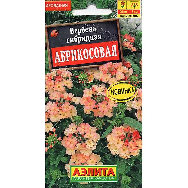 Вербена Абрикосовая Аэлита Ц 