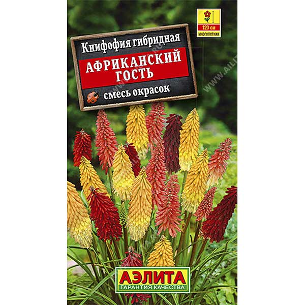 Книфофия Африканский гость Аэлита Ц 