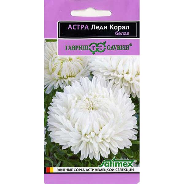 Астра Леди Корал Белая Гавриш Ц 