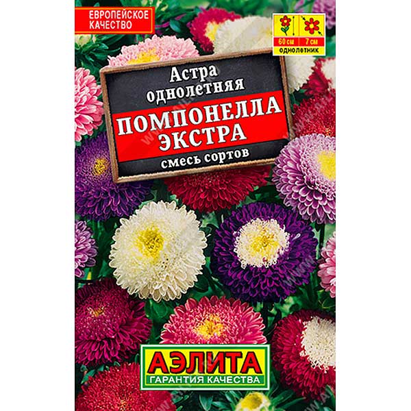 Астра Помпонелла Экстра "Лидер" Аэлита Ц 