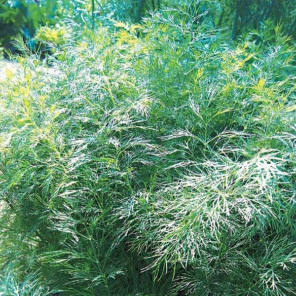 Укроп Витязь Плазма Ц