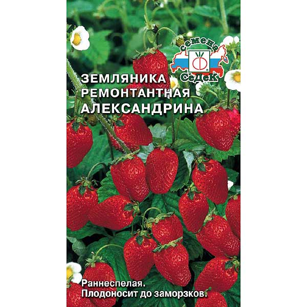 Земляника Александрина Седек Ц