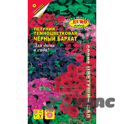 Петуния Черный бархат Аэлита Ц 