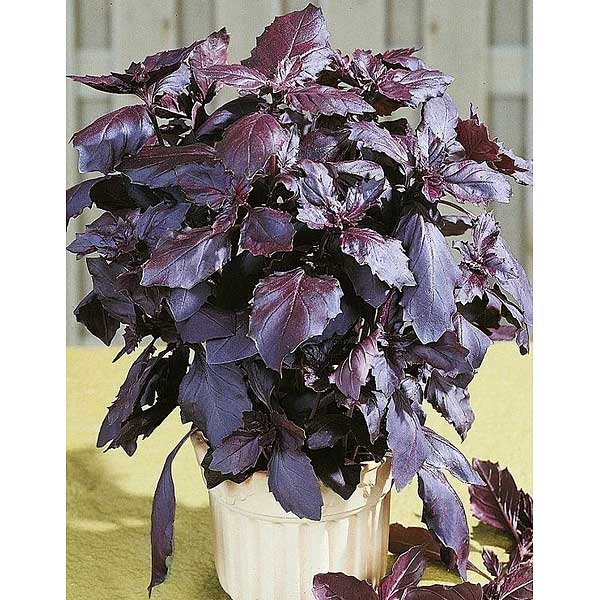 Семена Базилик Гранатовый Шар Марс Ц