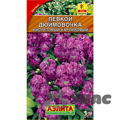 Левкой Дюймовочка фиолетовый Аэлита Ц 