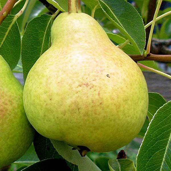 Сорт груши дюшес. Груша ласково как будет. Груша ласково. Груша ириста. Груша ласково как будет.