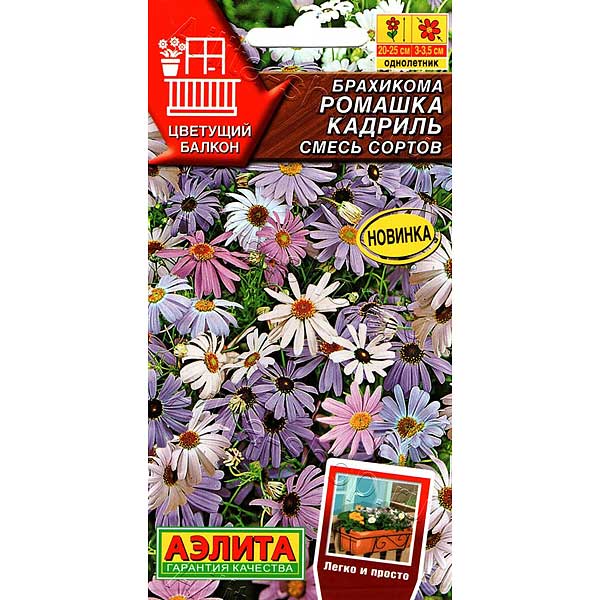 Брахикома Ромашка кадриль Аэлита Ц 