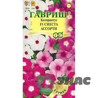 Катарантус Сиеста Гавриш Ц 