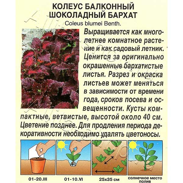 Колеус Шоколадный бархат Аэлита Ц 