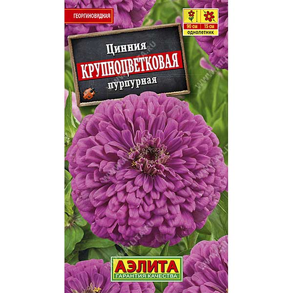 Циния Крупноцветковая пурпурная Аэлита Ц х10 