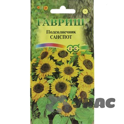 Подсолнечник Санспот карликовый Гавриш Ц 