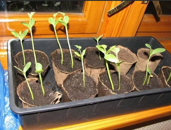 Выращивание арбузов рассадой: как успешно растить бахчевые культуры научастке?
