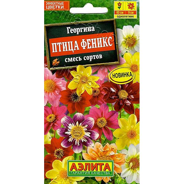 Георгин Птица Феникс Аэлита Ц х10 