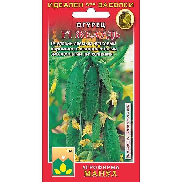 Огурец Желудь Манул Ц