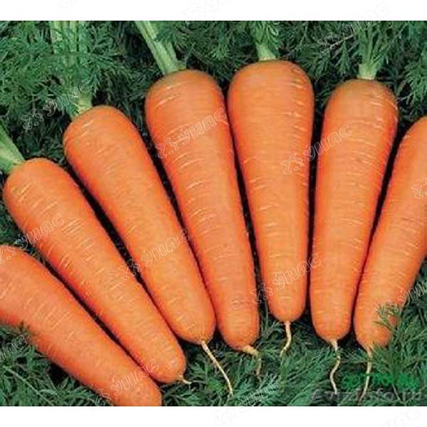 Морковь Каскад (Нидерланды) Каприс