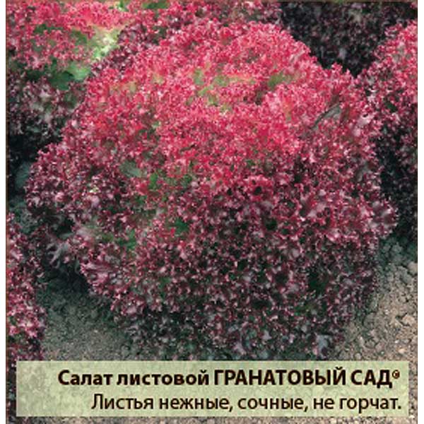 Салат Гранатовый сад листовой Аэлита Ц