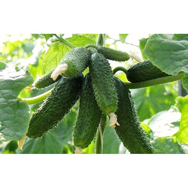 Огурец Амур F1 250шт Бейо