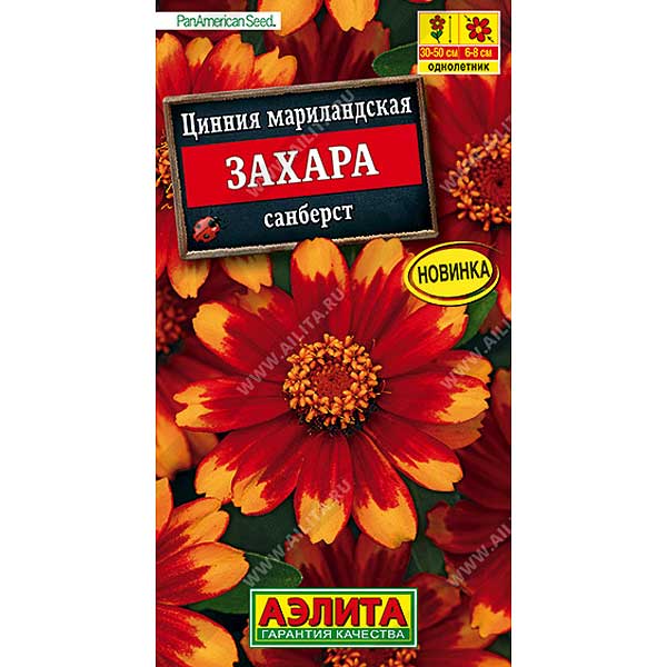 Циния Захара санберст Аэлита Ц 