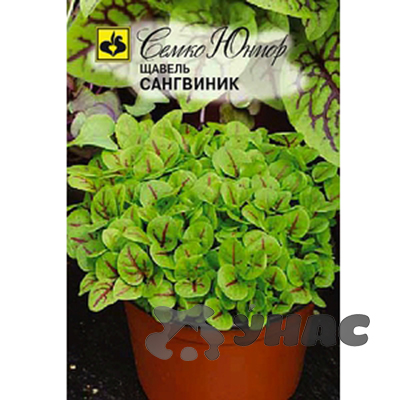 Щавель Сангвиник Семко Ц