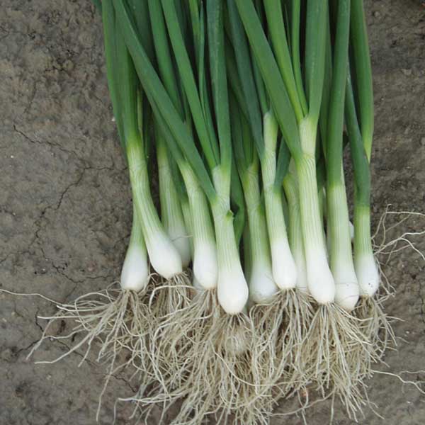 Лук на зелень Перформер 10`000шт  Бейо