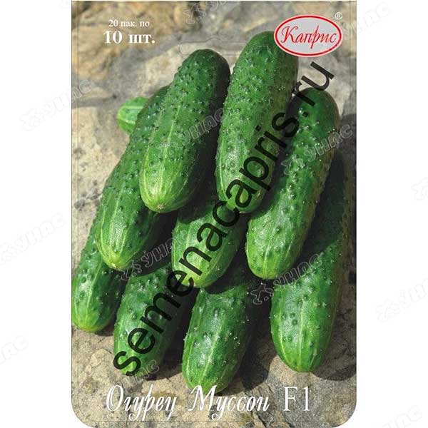 Огурец Муссон (Нидерланды) Каприс