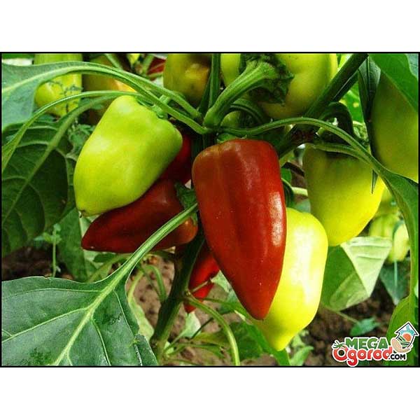 Перец Подарок Молдовы 25 г Гавриш Ц