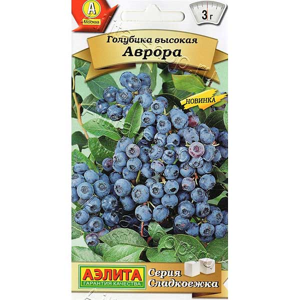 Голубика Аврора Аэлита Ц