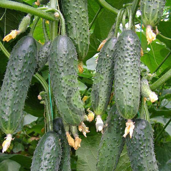 Огурец Вятич F1 500шт YT