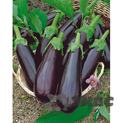 Баклажан Рома (Нидерланды)Каприс