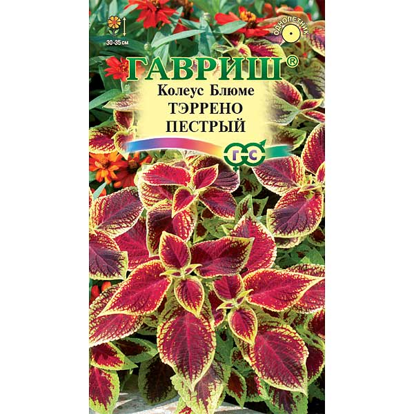 Колеус Тэррено пестрый Гавриш Ц 